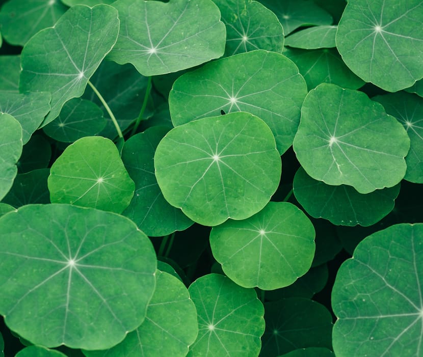 Protect Against Varicose Veins and Circulatory Disorders with Gotu Kola