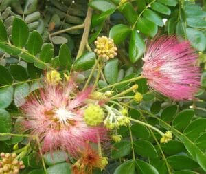 Explore the Health Benefits of Dirisena Plant or Shirish Tree