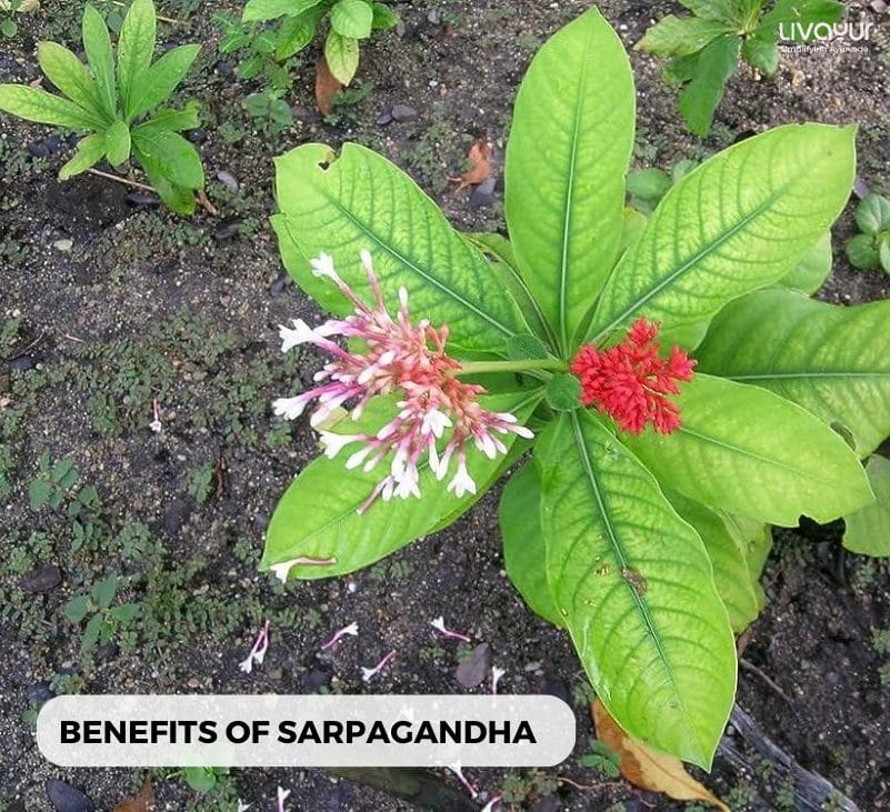 Cure Hypertension with Sarpagandha