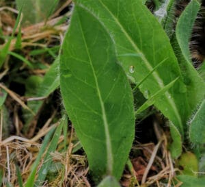 Ayurvedic Significance of Naga Danti Plant