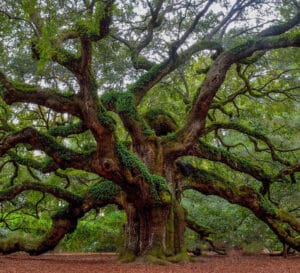 Health Benefits of the Indian Oak Tree