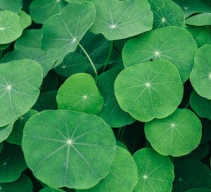Gotu Kola: The Longevity Herb