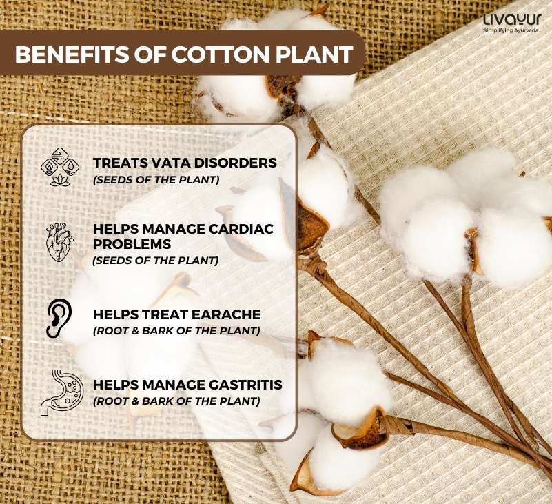 Uses of Cotton Plant Medicinal Usage and Health Benefits in Ayurveda 1
