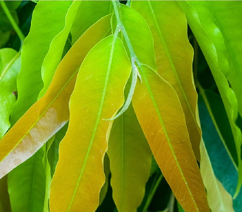 Benefits of Saraca Asoca