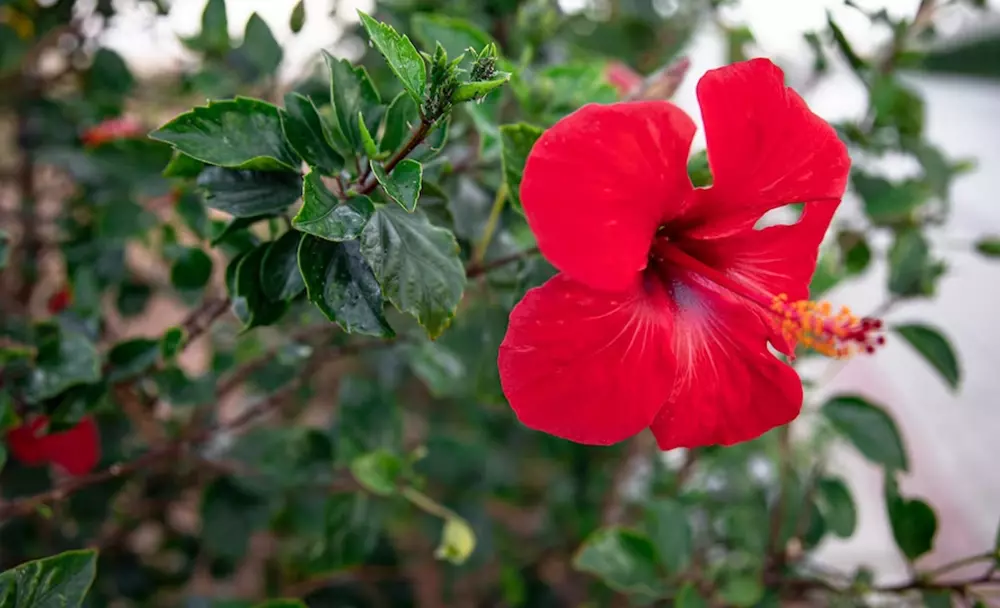 hibiscus - livayur