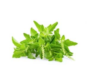 12 Amazing Benefits of Tulsi Leaves