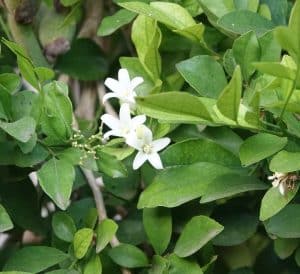 15 Super Amazing Health Benefits of Brahmi