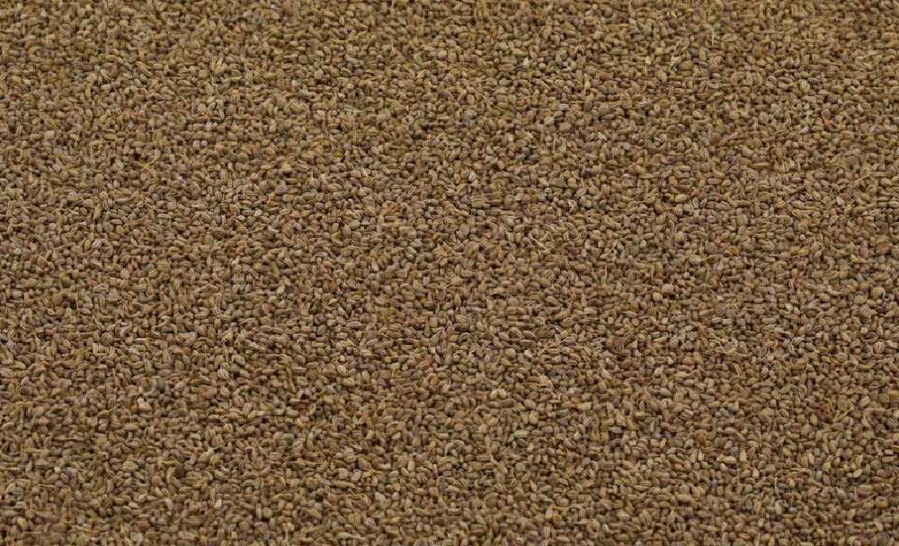 ajwain benefits - livayur
