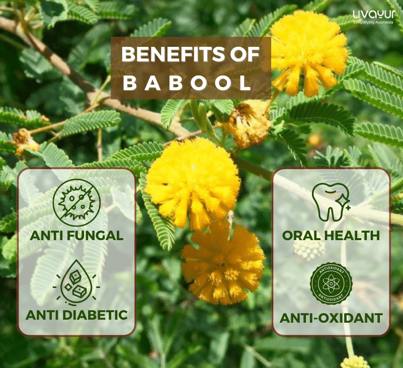 Babool Benefits Uses Dosage Side Effects More 1