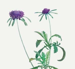 10 Proven Benefits of Milk Thistle