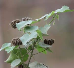 Atibala: Health Benefits, Uses, Dosage, Side Effects & Precautions