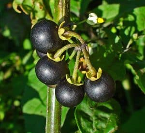 Solanum Nigrum: What it is, Benefits, Dosage, Side Effects, Uses & More