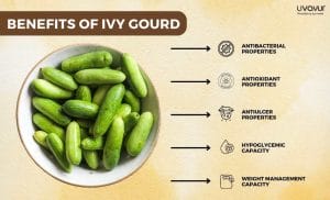 Ivy Gourd: Nutrition Facts, Benefits, Side Effects, And More