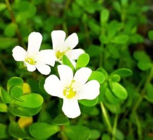 Bacopa: What it is, Benefits, Uses, Side Effects & More