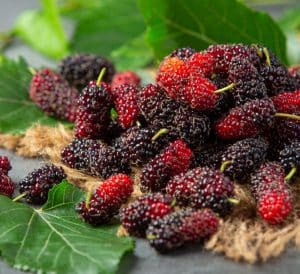 Mulberry: Nutritional Facts & Its Benefits