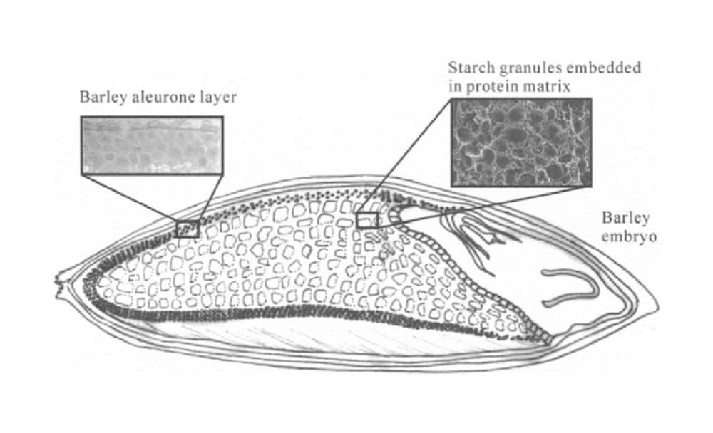nutritional value of barley
