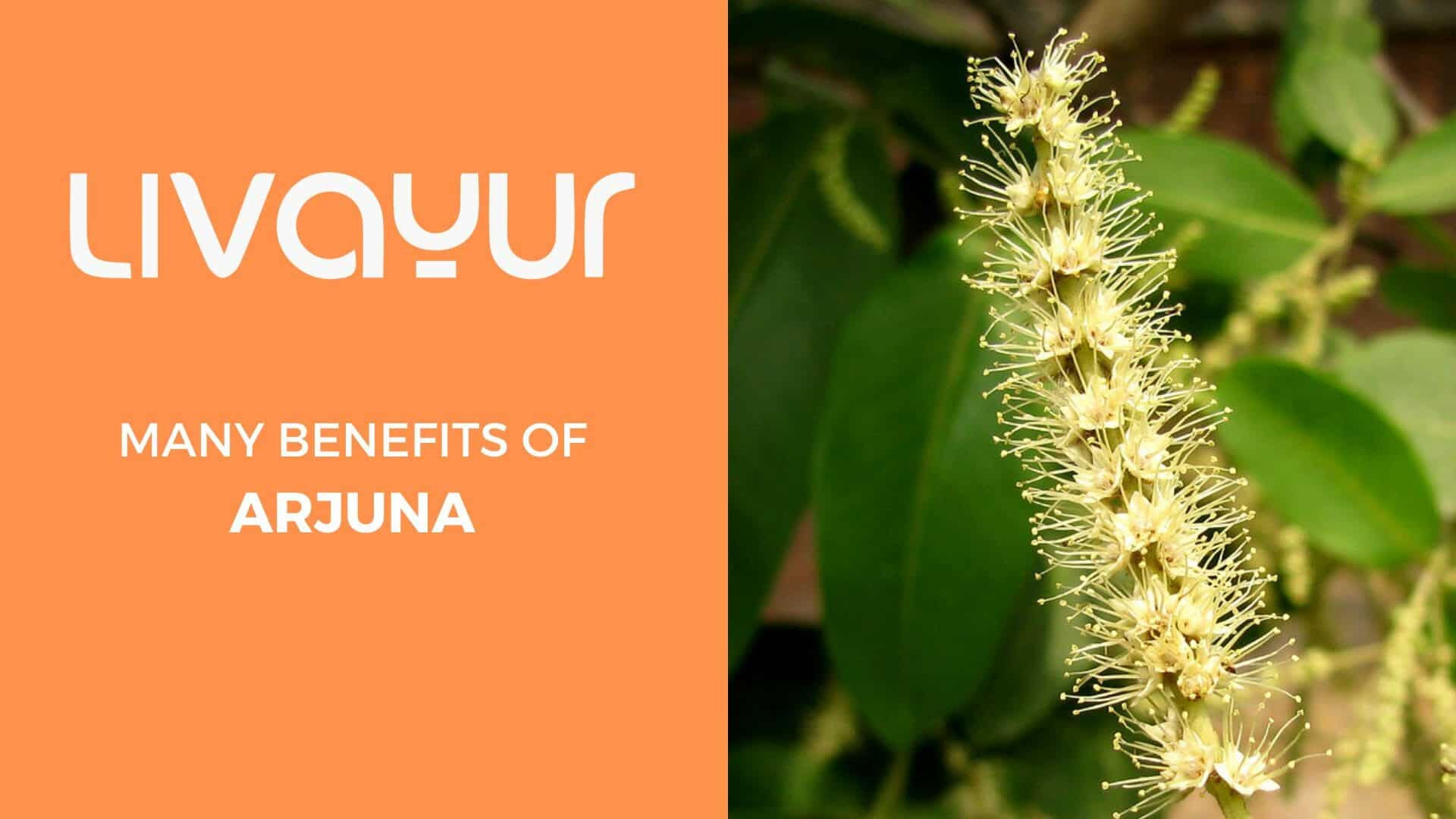 Improve Your Heart Health By Adding Arjuna To Your Diet Thumbnail