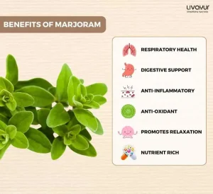 Marjoram Benefits, Uses, Dosage, Side Effects & More