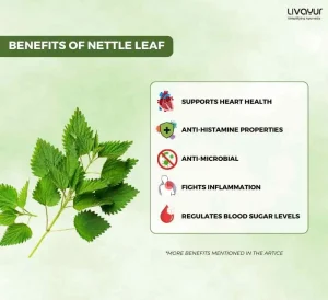 Nettle Leaf: Benefits, Uses, Side Effects & How to Make It