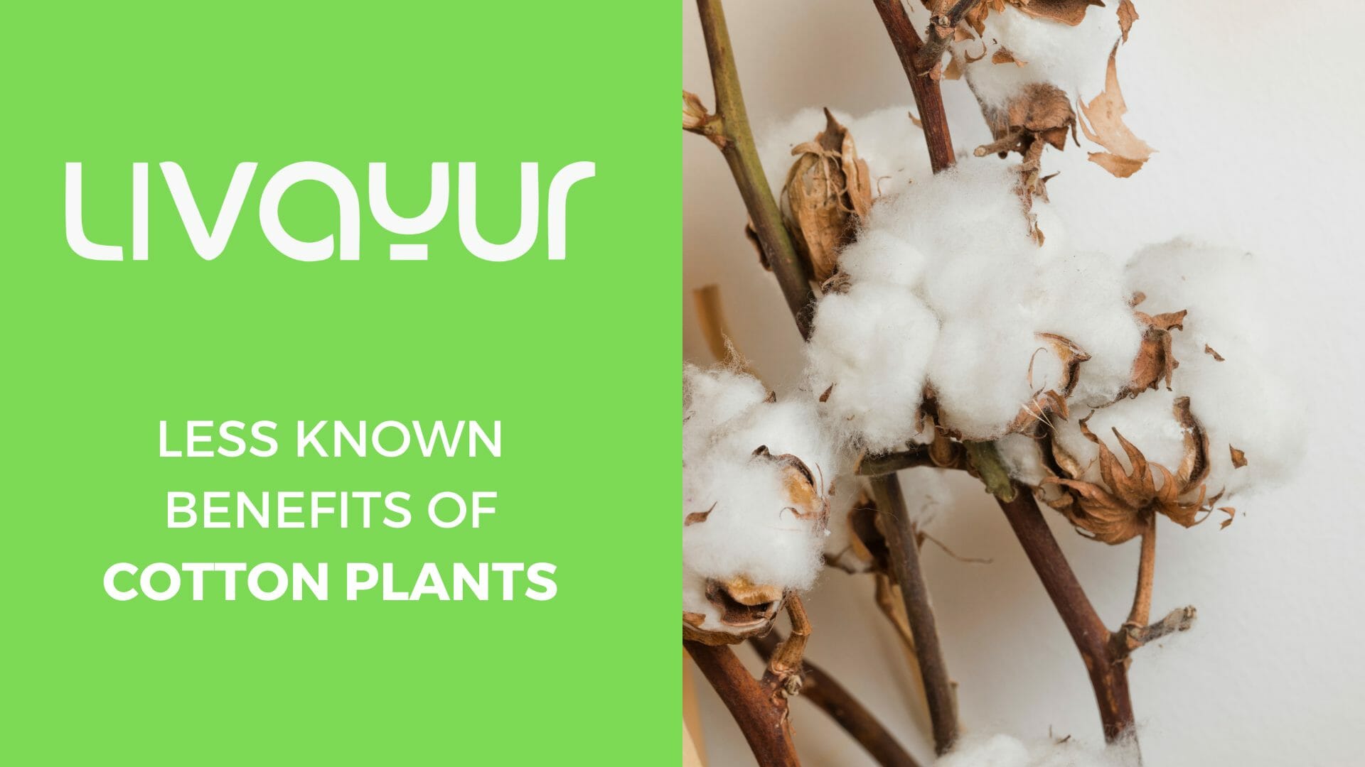 The Health Benefits of Cotton Seeds Thumbnail