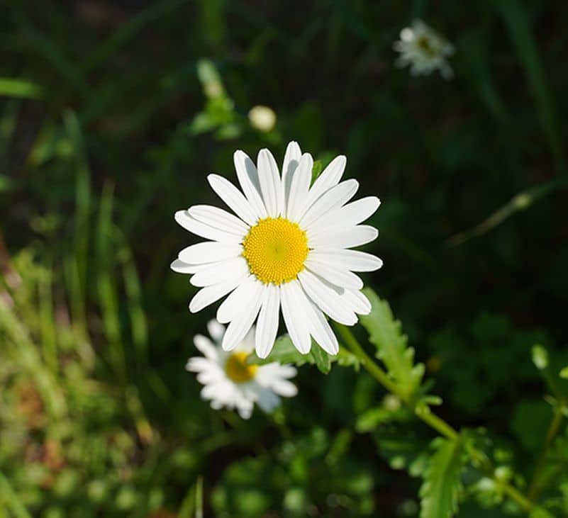 vernonia amygdalina - livayur