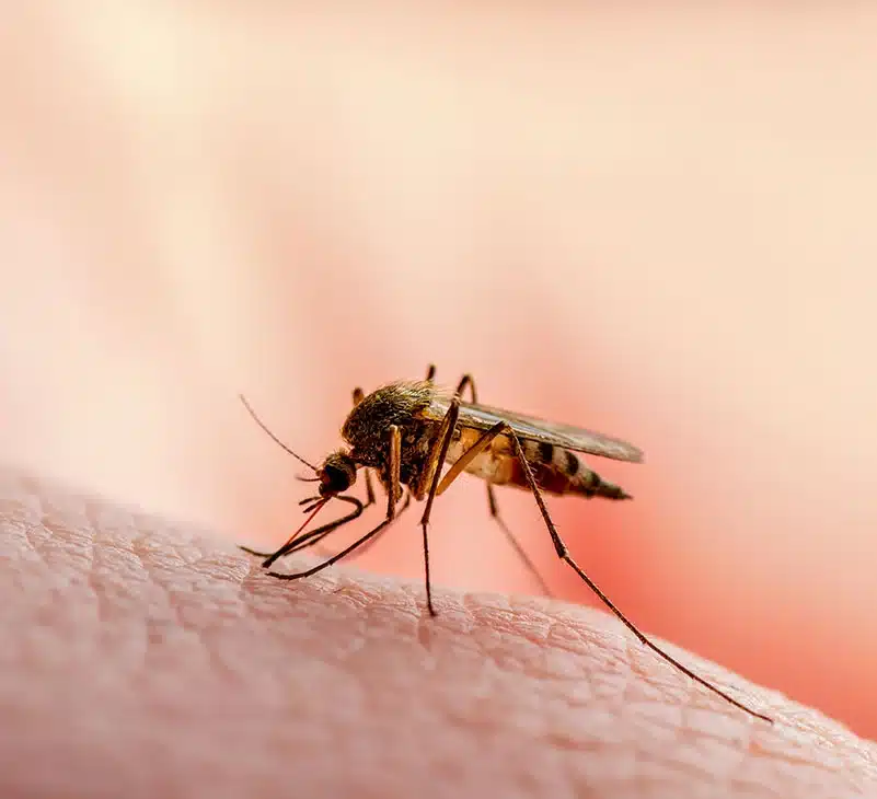 मलेरिया के लक्षण