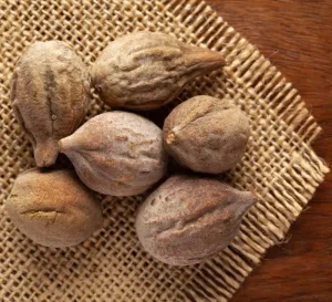Baheda: Benefits, Uses, Dosage, Side Effects & More