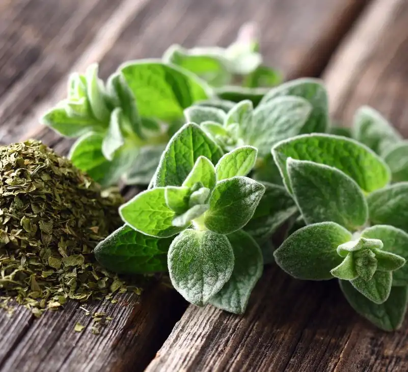 Oregano Side Effects & Safety