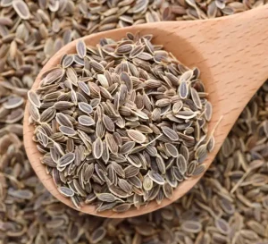 Dill Seeds Benefits