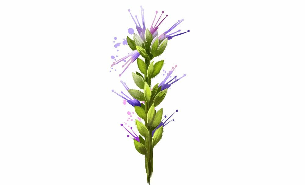 Image-Resize-1000px-x-608px Picrorhiza Kurroa