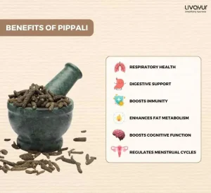 Pippali: Benefits, Uses, Dosage, Side Effects, Precautions & More