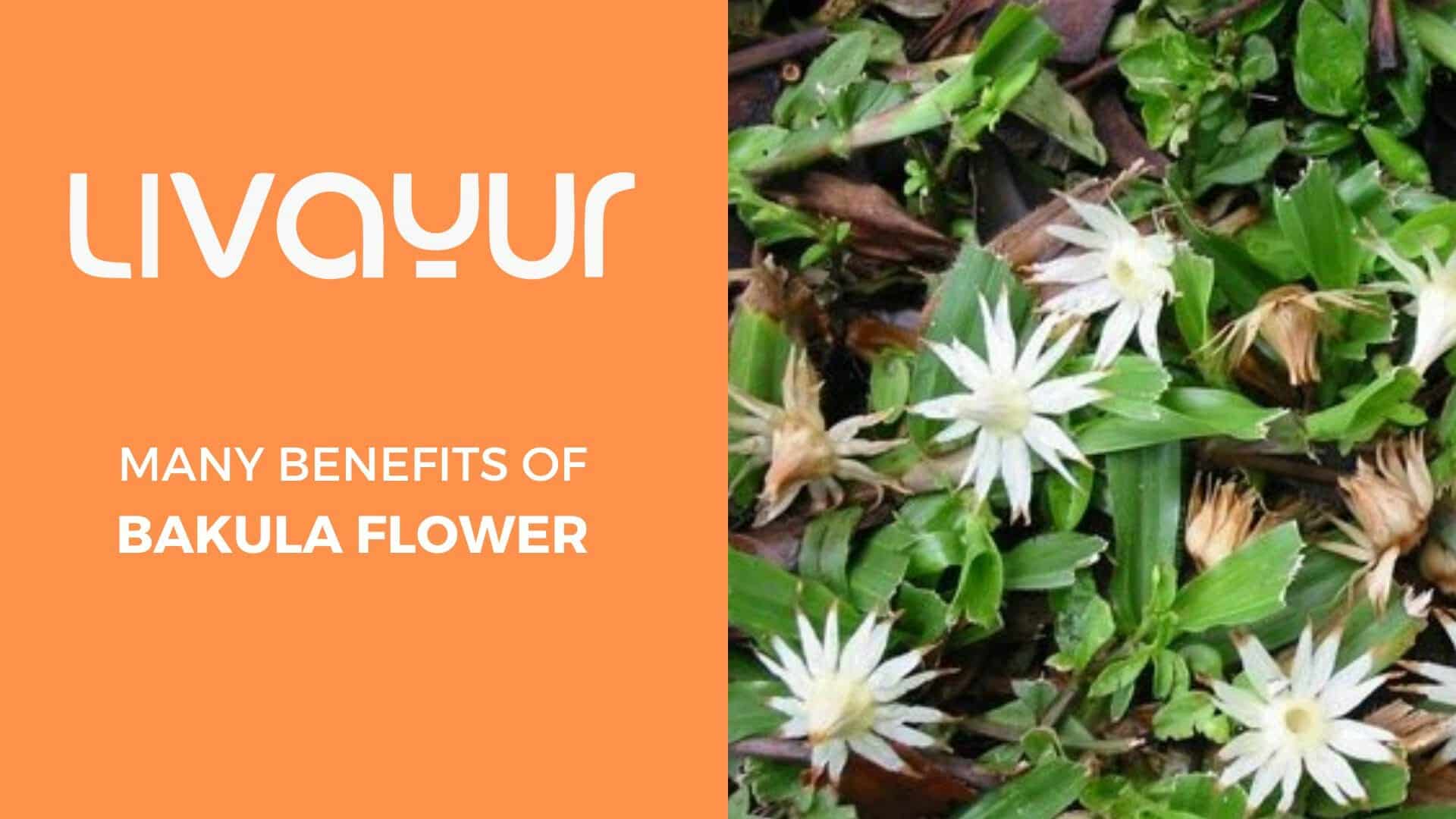 The Many Benefits Of Bakula Flower Thumbnail
