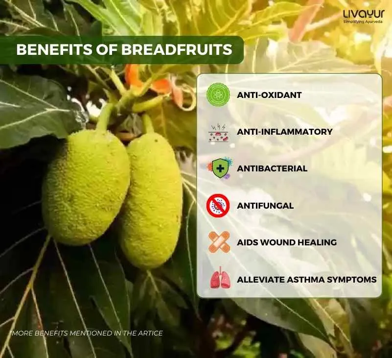 12 Incredible Benefits of Breadfruit For Overall Health