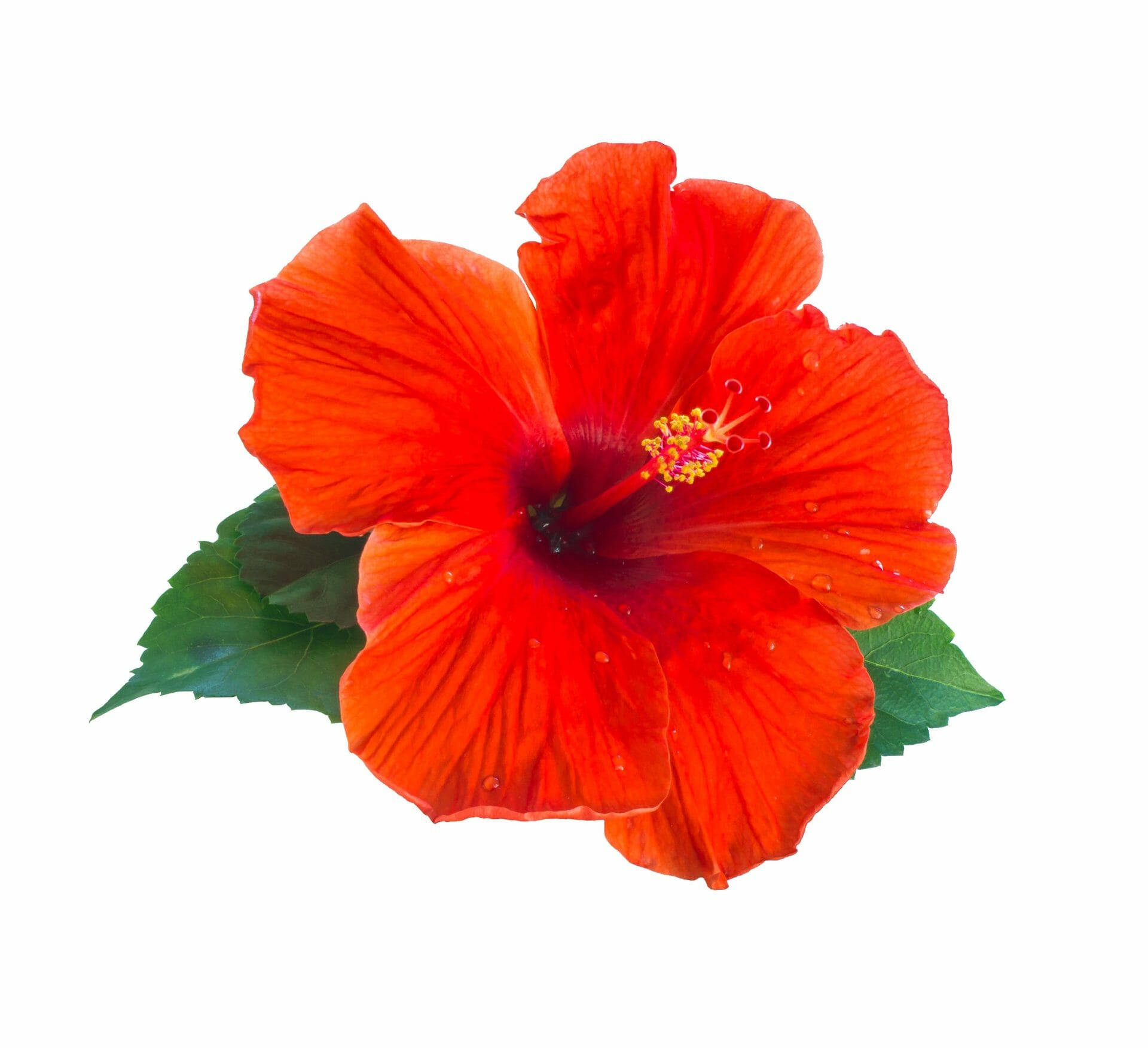 hibiscus hair benefits