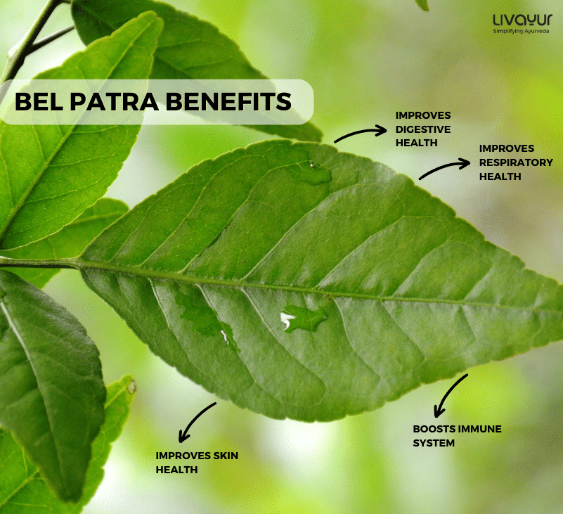 bel patra - livayur