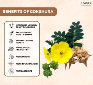 Gokshura: Benefits, Uses, Side-Effects, And More