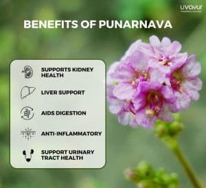 Punarnava: Explore Its Benefits, Uses & Side Effects Of This Ayurvedic Herb