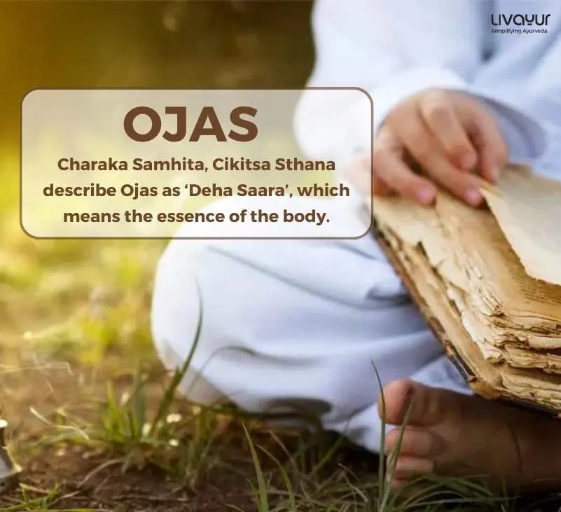 All You Need to Know About Ojas