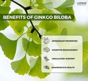 Ginkgo Biloba: Benefits, Uses, Side Effects, Risk & More