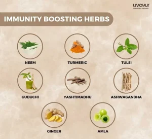 Herbs That Help Build Immunity