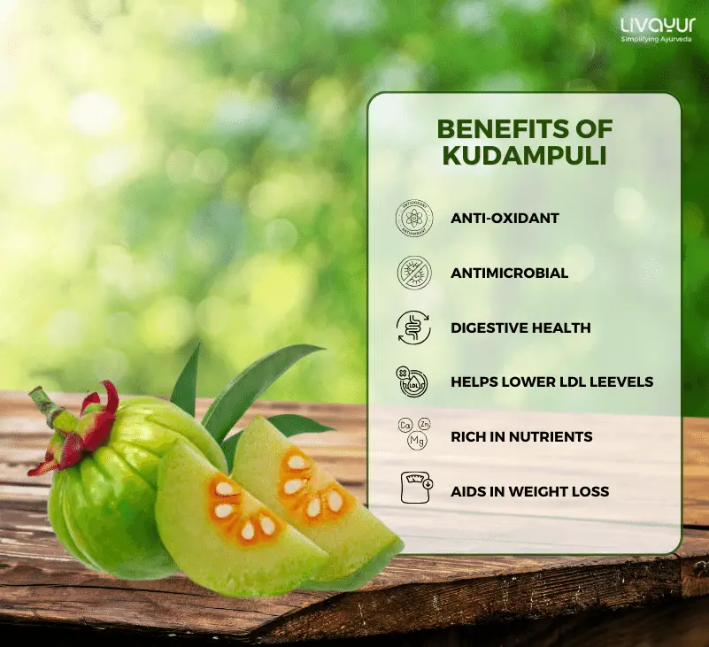 kudampuli in english