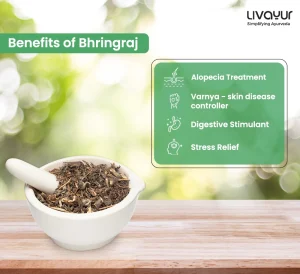 What is Bhringraj: Health benefits, dosage, side effects, and more