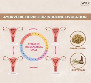 Signs of Ovulation and How Can Ayurveda Help?