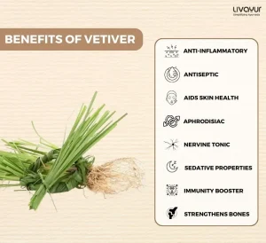 Vetiver: What Is It, Benefits, Uses, Dosage, Side Effects, Precautions & More