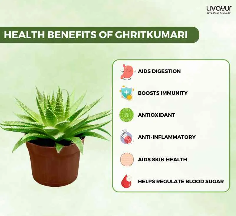 Exploring the Health Benefits of Ghritkumari 11zon