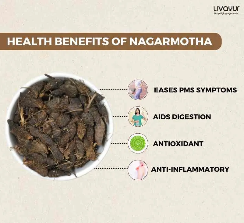 The Complete Guide to Nagarmotha Benefits Uses Precautions Dosage And More 1 11zon
