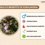 Discover The Incredible Benefits Of Kokilaksha And Its Uses