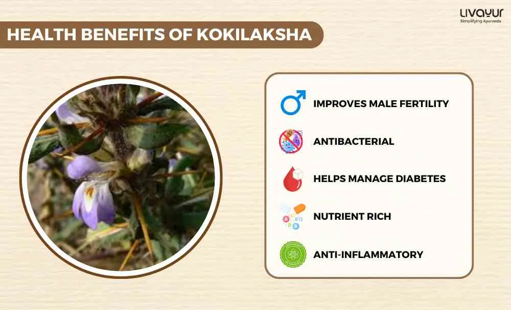Discover The Incredible Benefits Of Kokilaksha And Its Uses (1) (2)_7_11zon Discover The Incredible Benefits Of Kokilaksha And Its Uses 1 2 7 11zon