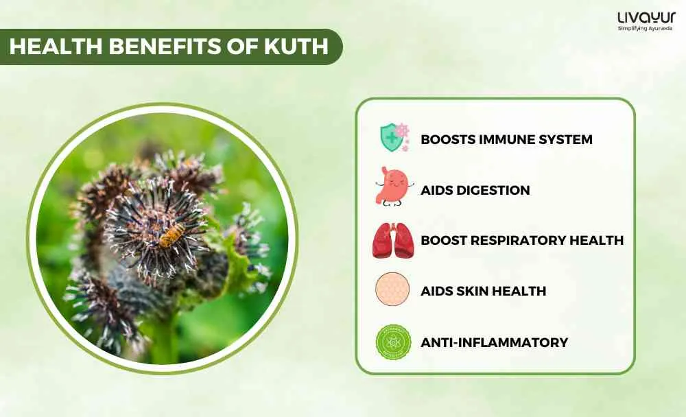 Discover The Incredible Benefits Of Kuth And Its Uses (1)_6_11zon Discover The Incredible Benefits Of Kuth And Its Uses 1 6 11zon