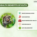 Discover The Incredible Benefits of Kuth and Its Uses